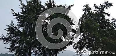 Long palm tree at rural area in india Stock Photo