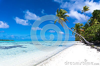 Long palm tree on a tropical white beach on a deserted island Stock Photo