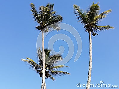 Long palm trees Stock Photo