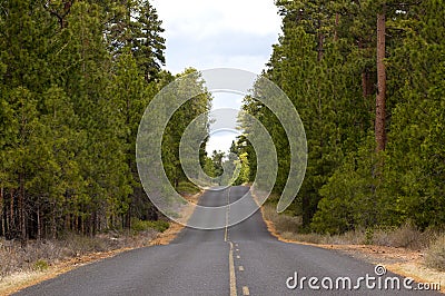 Long Paved Road in Forest Stock Photo