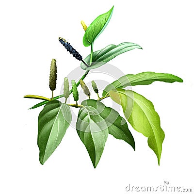 Long pepper Piper longum, Indian long pepper Pipli, flowering vine, cultivated for its fruit, usually dried and used as spice and Stock Photo