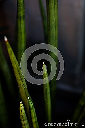 Long pointed plant from tropical climate Stock Photo