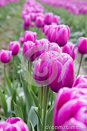 Row of beautiful deep pink spring tulips blooming in a field of pink tulips Stock Photo