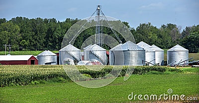 Long rows of corn and soybean in farm field, crop storage silos, red barn Stock Photo