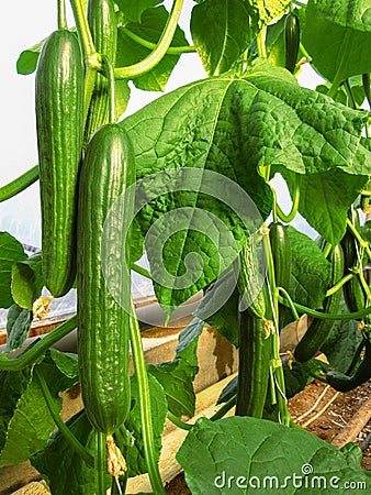 Long rows of cucumber vines to grow vertically Stock Photo