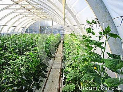 Long rows of cucumber vines to grow vertically in the greenhouse Stock Photo