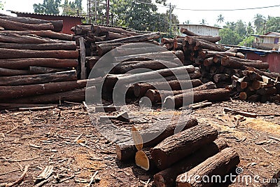 Long rows of cut timber - stock photo Stock Photo
