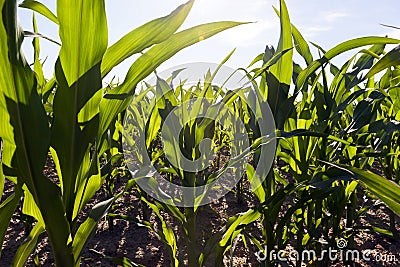 long rows of low young corn Stock Photo