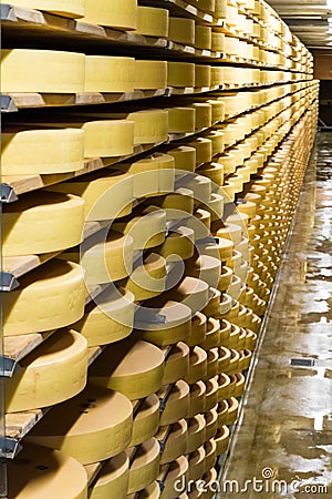 Long rows of maturing cheese wheels Stock Photo