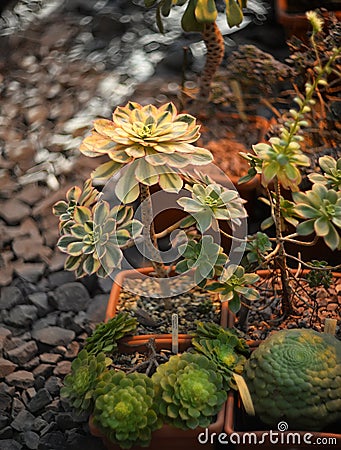 long shaggy green cactus on a blurry background Stock Photo