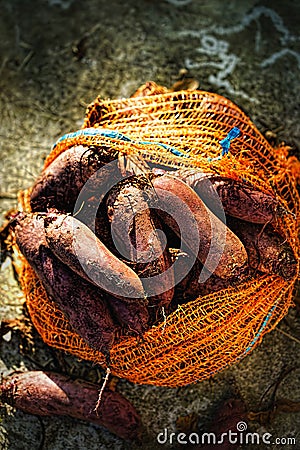 Long shaped beetroots in orange nest bag on green surface Stock Photo