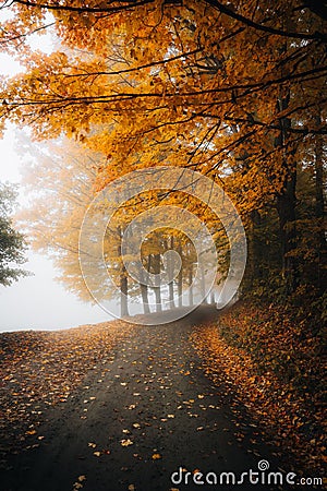Long shot of a tarred pathway with autumn trees mist surrounding it. Stock Photo