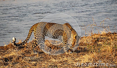 Leopard licking front left leg near river Stock Photo