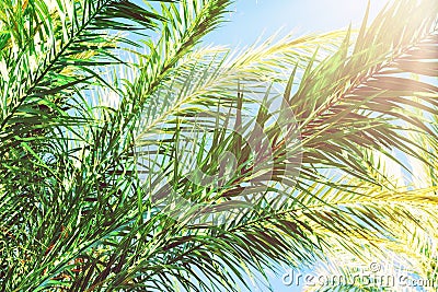 Long Spiky Feathery Branches of Palm Trees on Bright Blue Sky Background. Golden Pink Peachy Pastel Sunlight. Tropical Foliage Stock Photo