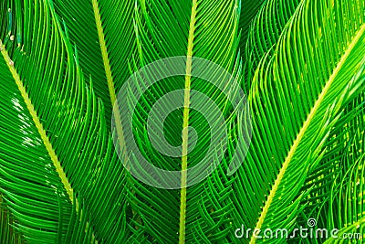 Long spiky palm tree leaves in beautiful geometrical pattern, botanical, foliage, tropical background Stock Photo