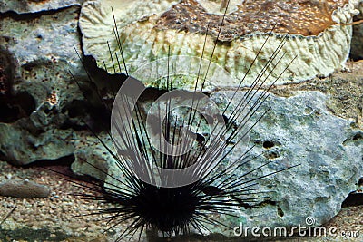 Long-spined sea urchin Diadema setosum Stock Photo