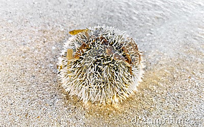 Long spined sea urchin urchins corals rocks clear water Mexico Stock Photo