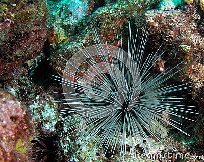 Long-Spined Urchin Stock Photo
