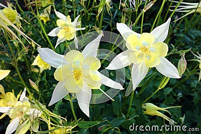 Long Spur Golden Columbine Stock Photo