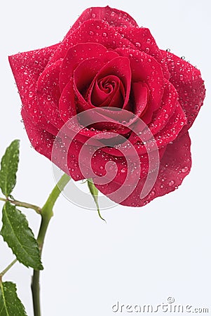 Long stem red rose Stock Photo