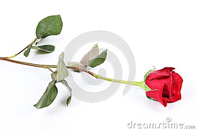 Long stem red rose Stock Photo