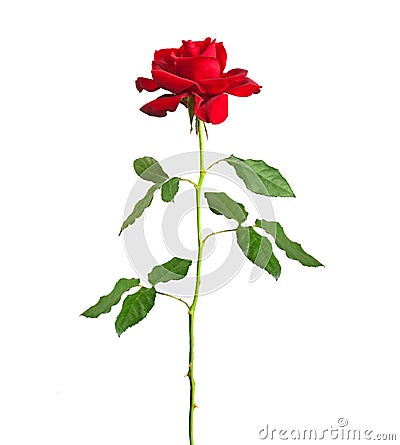 Long stem red rose Stock Photo