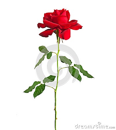 Long stem red rose Stock Photo