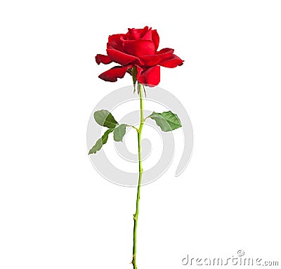 Long stem red rose Stock Photo