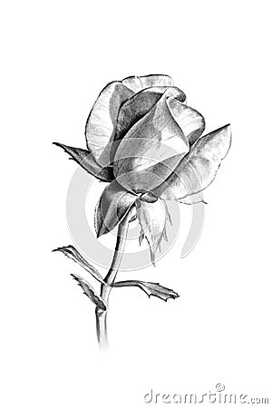 Long stem rose pencil sketch for valentines day or more Cartoon Illustration