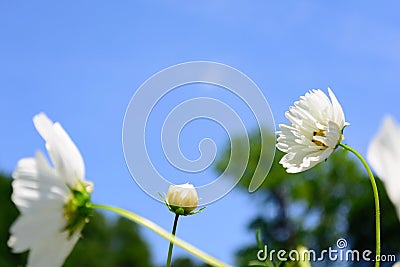 Long Stem White Flower Standout Selective Focus Middle Stock Photo