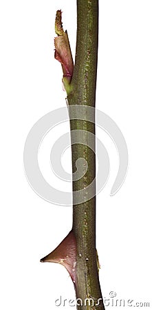 Long-stemmed rose thorn Stock Photo