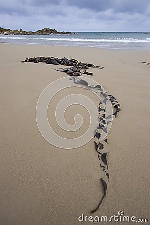 Long strand of Brown Kelp washed on to beach Stock Photo