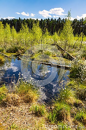 Dlugie Bagno wetland floodplain with spring greenery of Kampinos Forest in in Palmiry near Warsaw in Mazovia region of Poland Stock Photo