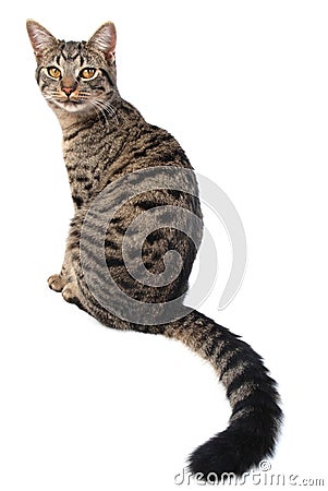 Long tail cat Stock Photo