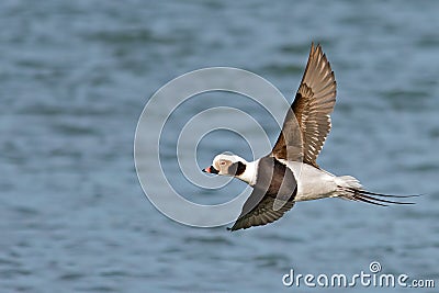 Long-tailed Duck Stock Photo