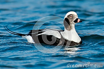 Long-tailed Duck - Clangula hyemalis Stock Photo