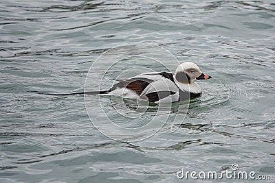 Long Tailed Duck Swimming on Lake Erie Stock Photo