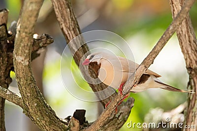 Long tailed finch bird Poephila acuticauda Stock Photo
