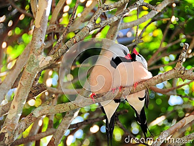 Long-tailed finch birds Stock Photo