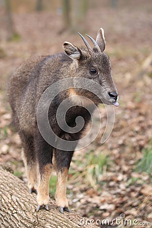 Long-tailed goral Stock Photo