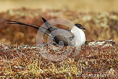 Long Tailed Jaeger Stock Photo