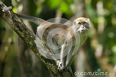 Long tailed macaque Stock Photo