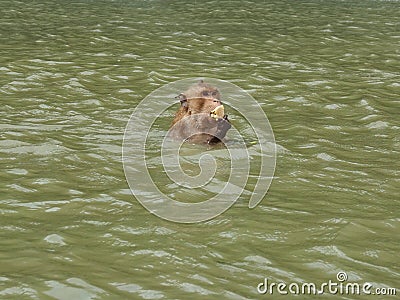 Long-tailed macaque or Crab-eating macaque monkey Stock Photo
