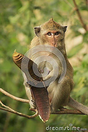 Long-tailed macaque eating Stock Photo
