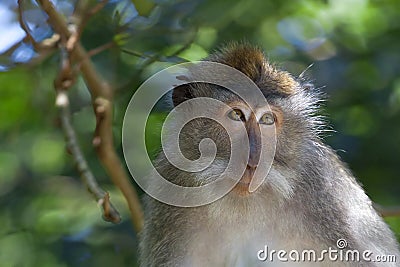 Long-tailed Macaque Monkey Stock Photo