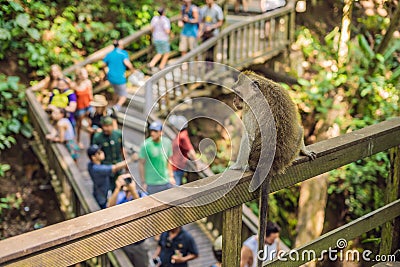 Long-tailed macaques Macaca fascicularis in Sacred Monkey Forest, Ubud, Indonesia Editorial Stock Photo