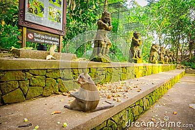 Long-tailed macaques Macaca fascicularis in The Ubud Monkey Forest Temple on Bali Indonesia Editorial Stock Photo