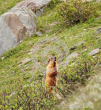 Long Tailed Marmot Stock Photo