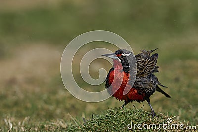 Long-tailed Meadowlark bathing in the Falkland Islands Stock Photo