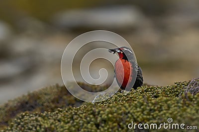 Long-tailed Meadowlark in the Falkland Islands Stock Photo